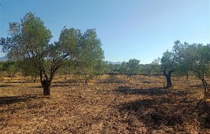 Kemalpaşa'da Satılık Yağlık ve Sofralık Tip, Yolu Olan Zeytinlik