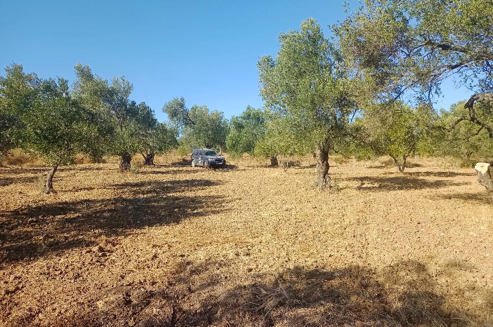 Kemalpaşa'da Satılık Yağlık ve Sofralık Tip, Yolu Olan Zeytinlik