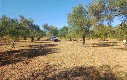 Kemalpaşa'da Satılık Yağlık ve Sofralık Tip, Yolu Olan Zeytinlik