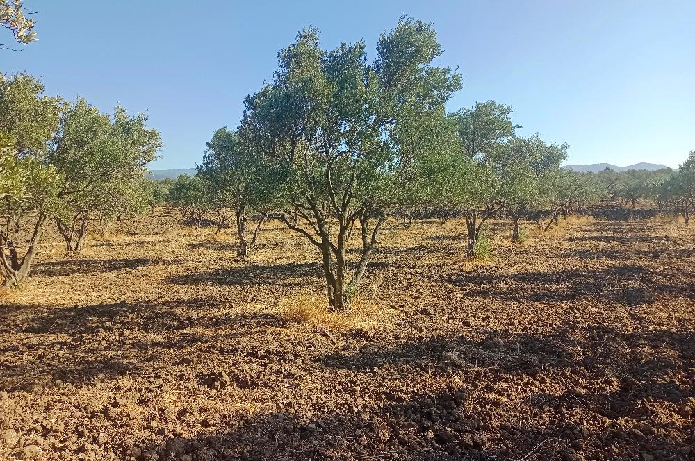 Kemalpaşa'da Satılık Yağlık ve Sofralık Tip, Yolu Olan Zeytinlik