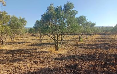 Kemalpaşa'da Satılık Yağlık ve Sofralık Tip, Yolu Olan Zeytinlik