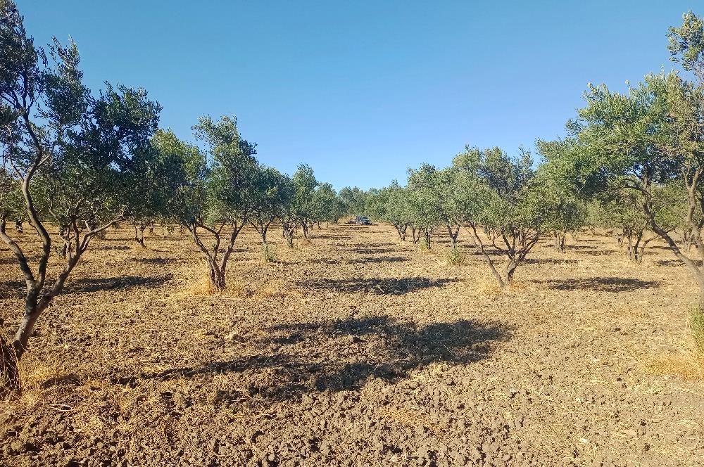 Kemalpaşa'da Satılık Yağlık ve Sofralık Tip, Yolu Olan Zeytinlik