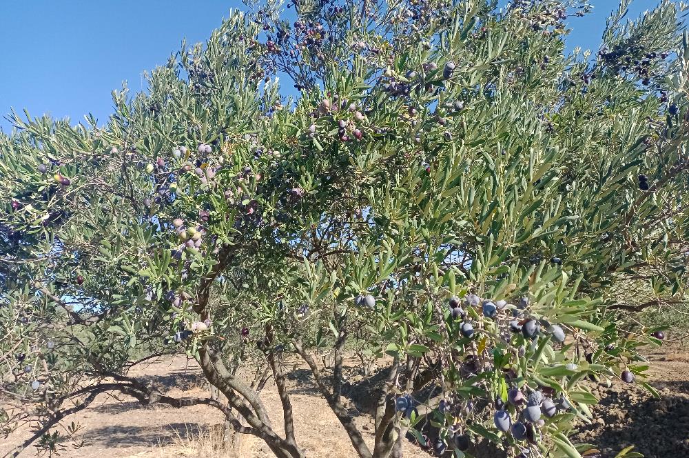 Kemalpaşa'da Satılık Yağlık ve Sofralık Tip, Yolu Olan Zeytinlik