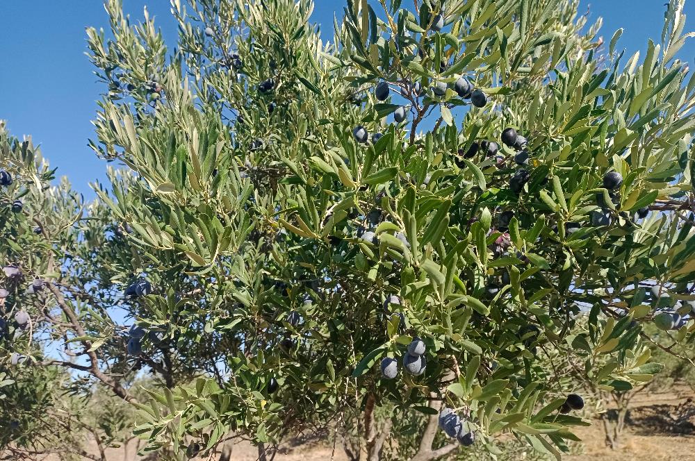 Kemalpaşa'da Satılık Yağlık ve Sofralık Tip, Yolu Olan Zeytinlik