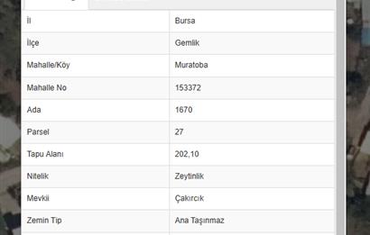  C21 Cius; Bursa/Gemlik Muratoba Köyünde Satılık 202 m2 Zeytinlik      