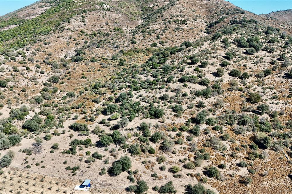 Satılık Bodrum Yaka Mahallesi'nde Yatırımlık Zeytinlik ve Tarla