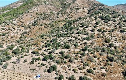 Satılık Bodrum Yaka Mahallesi'nde Yatırımlık Zeytinlik ve Tarla