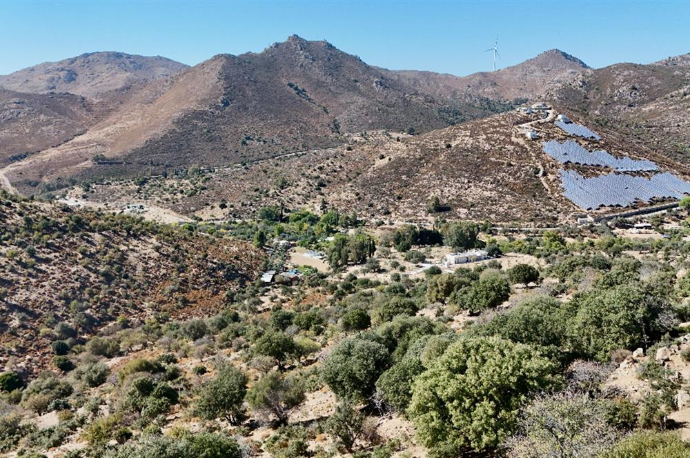 Satılık Bodrum Yaka Mahallesi'nde Yatırımlık Zeytinlik ve Tarla