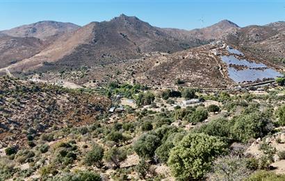 Satılık Bodrum Yaka Mahallesi'nde Yatırımlık Zeytinlik ve Tarla