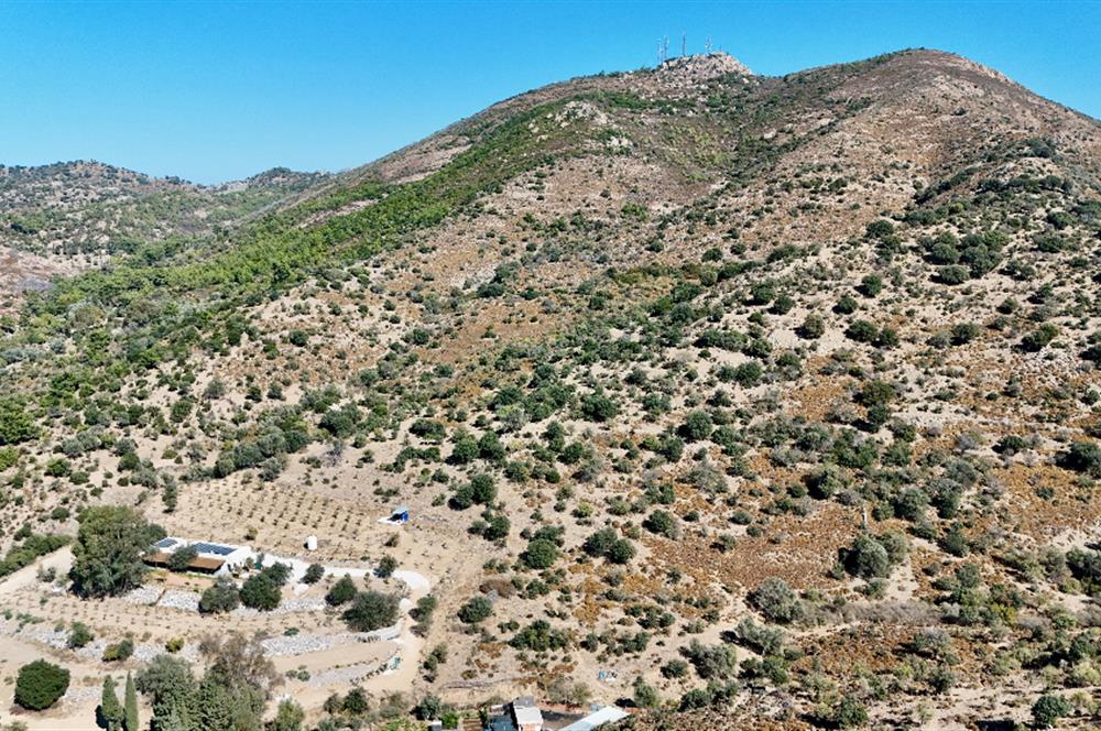 Satılık Bodrum Yaka Mahallesi'nde Yatırımlık Zeytinlik ve Tarla