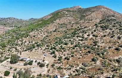 Satılık Bodrum Yaka Mahallesi'nde Yatırımlık Zeytinlik ve Tarla