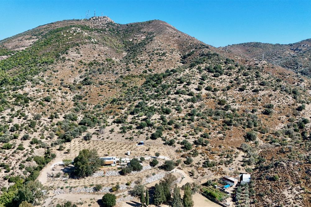 Satılık Bodrum Yaka Mahallesi'nde Yatırımlık Zeytinlik ve Tarla