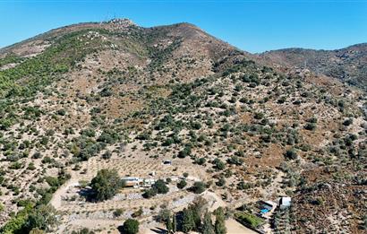 Satılık Bodrum Yaka Mahallesi'nde Yatırımlık Zeytinlik ve Tarla