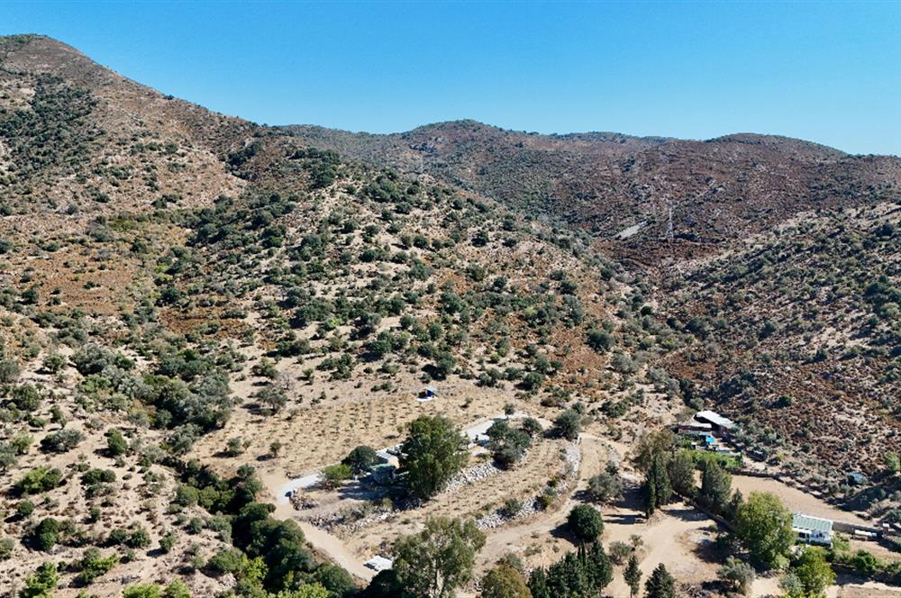 Satılık Bodrum Yaka Mahallesi'nde Yatırımlık Zeytinlik ve Tarla