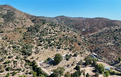 Satılık Bodrum Yaka Mahallesi'nde Yatırımlık Zeytinlik ve Tarla