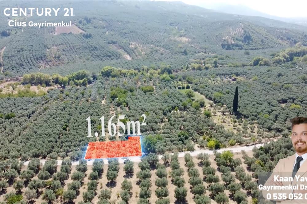 C21 Cius;Umurbey'de Asfalt Yola Cephe Satılık 1165 m2 Zeytinlik