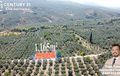 C21 Cius;Umurbey'de Asfalt Yola Cephe Satılık 1165 m2 Zeytinlik