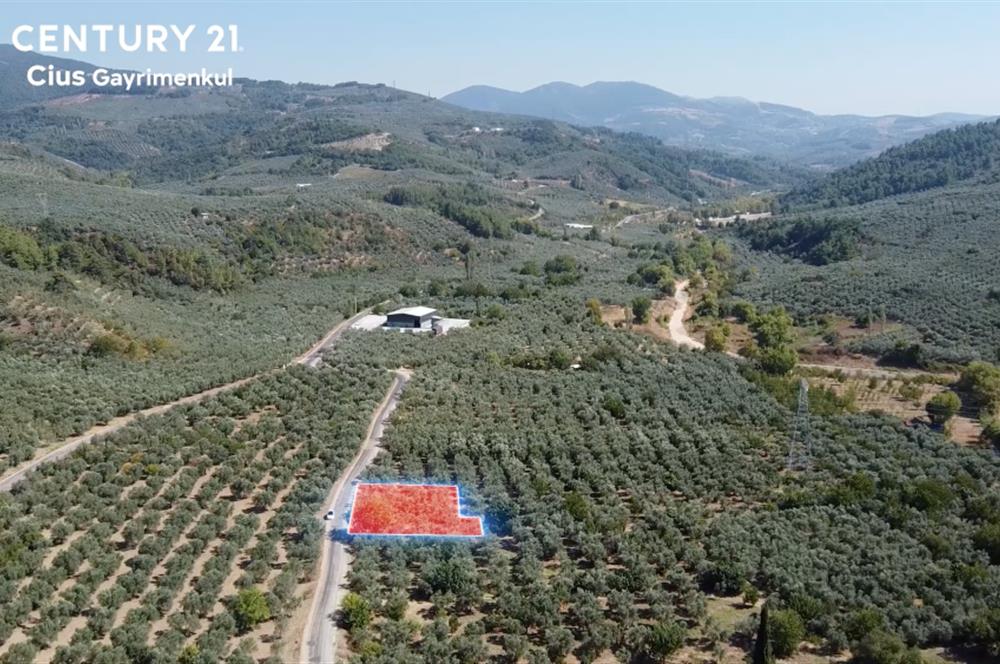 C21 Cius;Umurbey'de Asfalt Yola Cephe Satılık 1165 m2 Zeytinlik