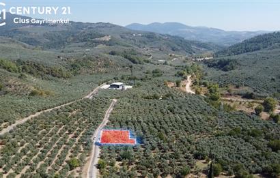 C21 Cius;Umurbey'de Asfalt Yola Cephe Satılık 1165 m2 Zeytinlik