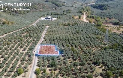 C21 Cius;Umurbey'de Asfalt Yola Cephe Satılık 1165 m2 Zeytinlik