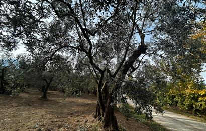 C21 Cius; Hobi Bahçesi Yapımına Uygun Asfalt Yola Cephe 2 Tapu