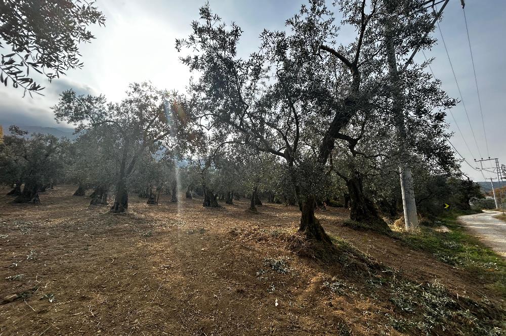 C21 Cius; Hobi Bahçesi Yapımına Uygun Asfalt Yola Cephe 2 Tapu