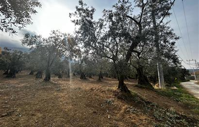 C21 Cius; Hobi Bahçesi Yapımına Uygun Asfalt Yola Cephe 2 Tapu