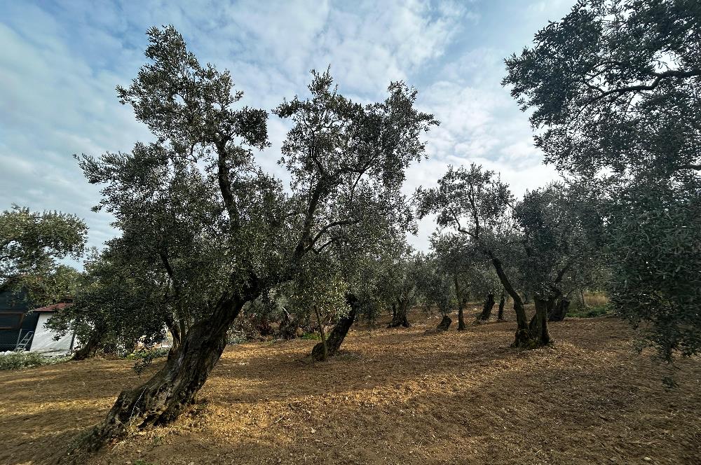 C21 Cius; Hobi Bahçesi Yapımına Uygun Asfalt Yola Cephe 2 Tapu