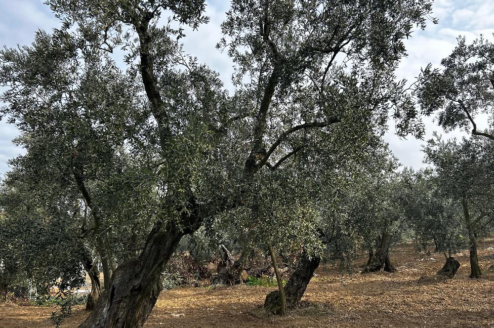 C21 Cius; Hobi Bahçesi Yapımına Uygun Asfalt Yola Cephe 2 Tapu