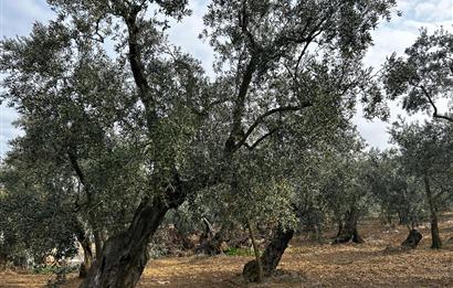 C21 Cius; Hobi Bahçesi Yapımına Uygun Asfalt Yola Cephe 2 Tapu