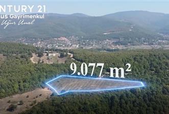 C21 Cius; Bursa/Gemlik Haydariye Köyünde 9.077 M2 Satılık Tarla