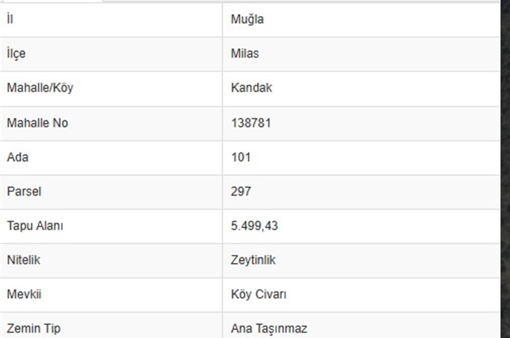 MİLAS KANDAK'TA 5500 M2 SATILIK ZEYTİNLİK