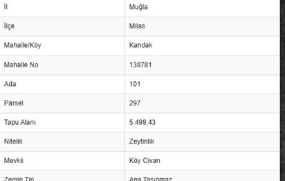 MİLAS KANDAK'TA 5500 M2 SATILIK ZEYTİNLİK