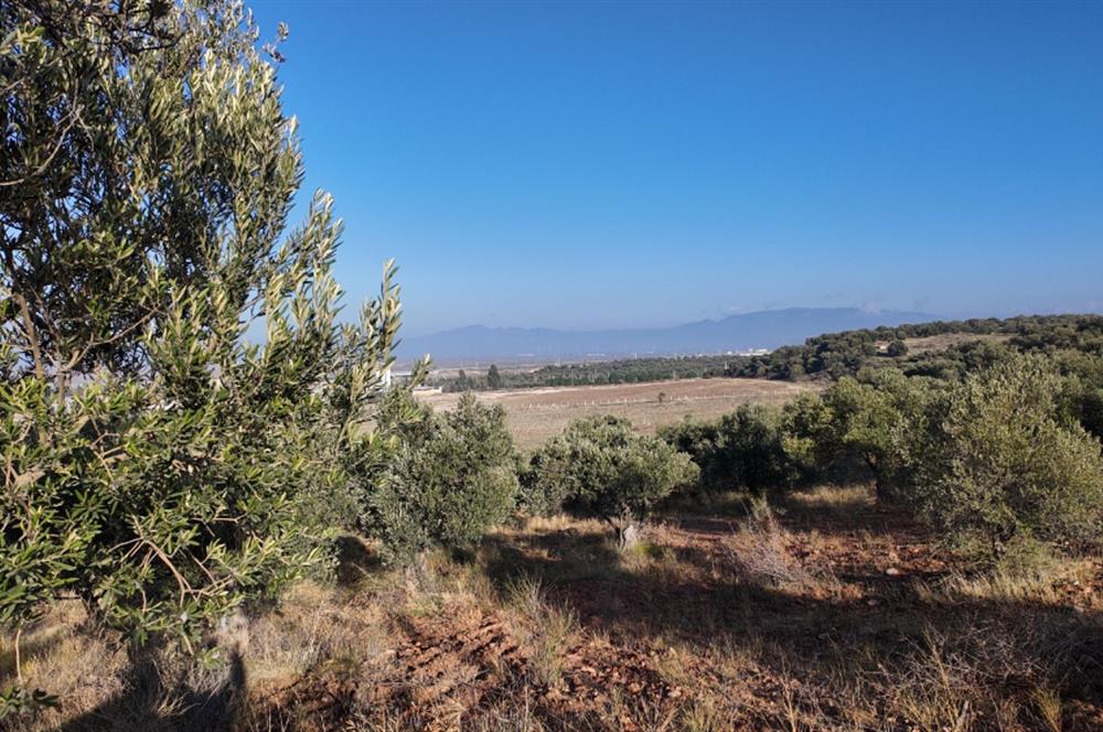 Zeytindağda Çanakkale asfaltına yakın zeytinlik