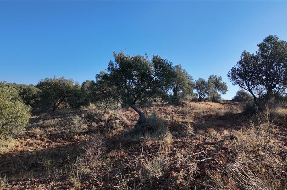 Zeytindağda Çanakkale asfaltına yakın zeytinlik