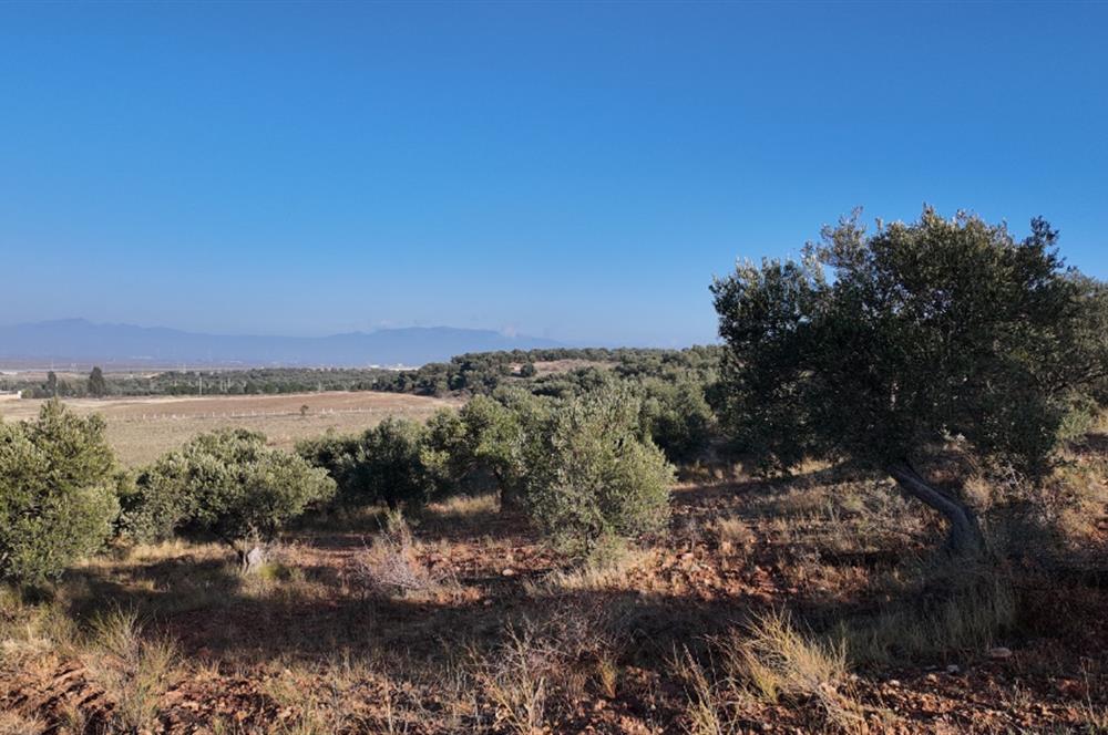 Zeytindağda Çanakkale asfaltına yakın zeytinlik