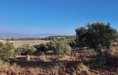 Zeytindağda Çanakkale asfaltına yakın zeytinlik