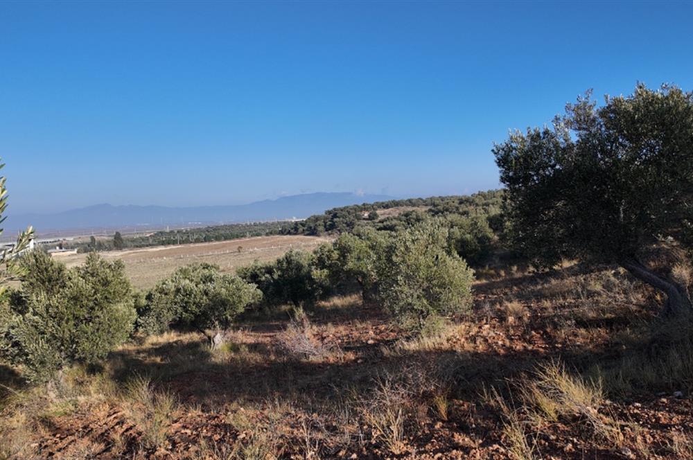 Zeytindağda Çanakkale asfaltına yakın zeytinlik