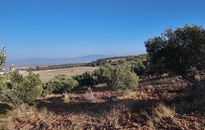 Zeytindağda Çanakkale asfaltına yakın zeytinlik