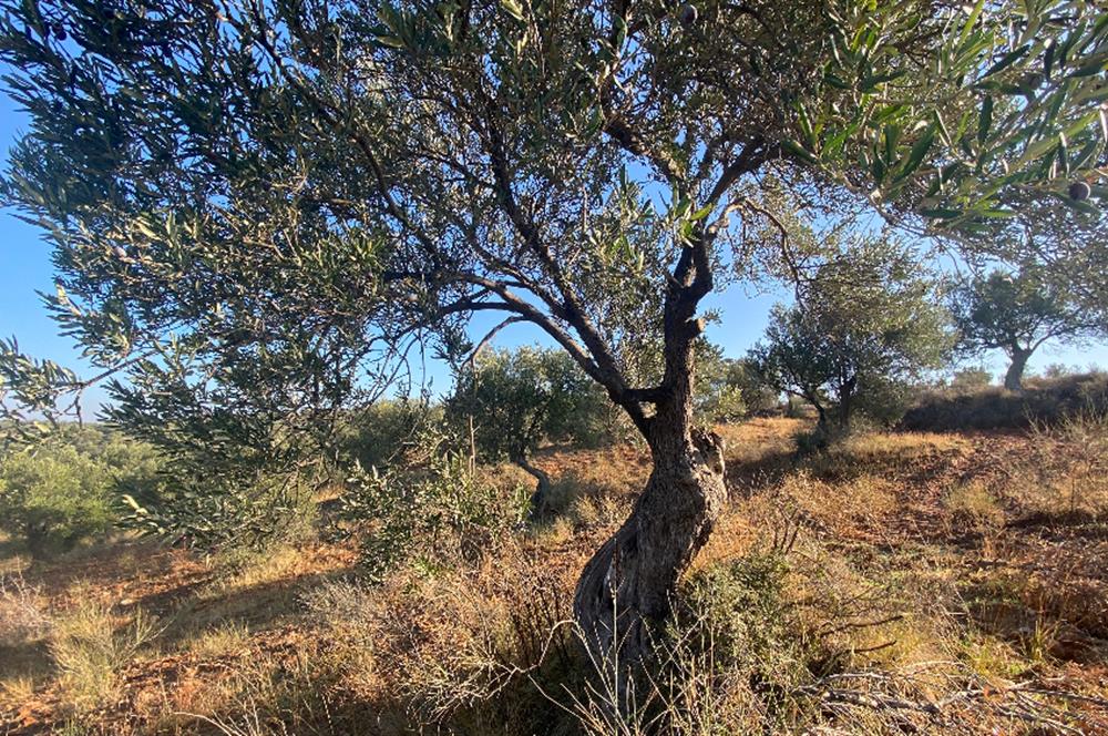 Zeytindağda Çanakkale asfaltına yakın zeytinlik