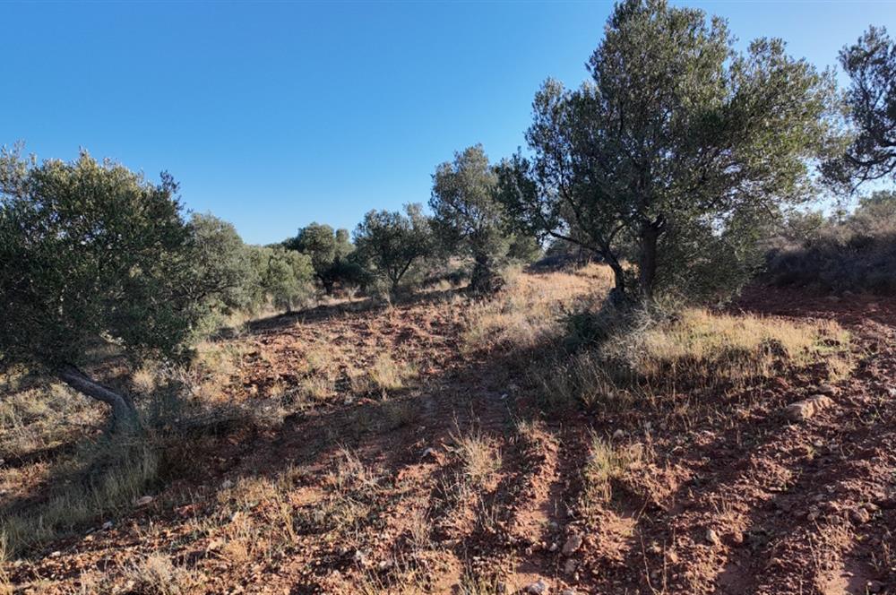 Zeytindağda Çanakkale asfaltına yakın zeytinlik