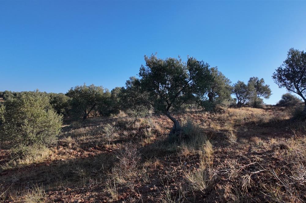 Zeytindağda Çanakkale asfaltına yakın zeytinlik