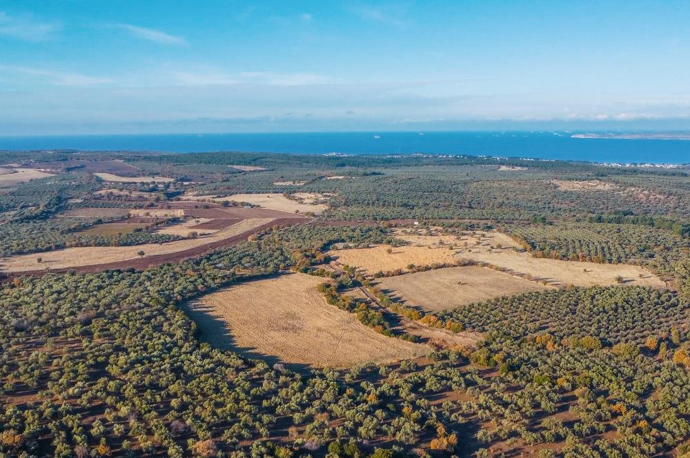 ÇANAKKALE EZİNE KEMALLI' DA BOZCAADA MANZARALI SATILIK ZEYTİNLİK