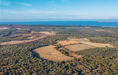 ÇANAKKALE EZİNE KEMALLI' DA BOZCAADA MANZARALI SATILIK ZEYTİNLİK