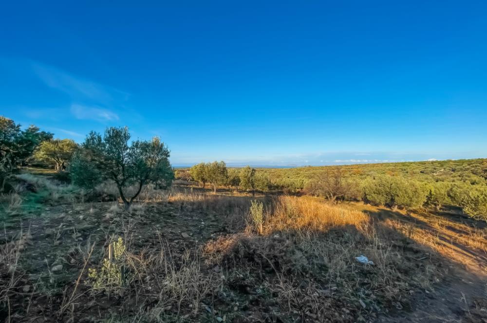 ÇANAKKALE EZİNE KEMALLI' DA BOZCAADA MANZARALI SATILIK ZEYTİNLİK