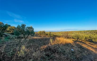 ÇANAKKALE EZİNE KEMALLI' DA BOZCAADA MANZARALI SATILIK ZEYTİNLİK