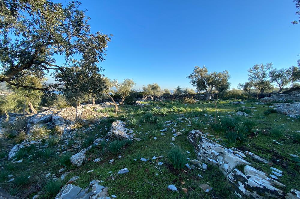 Milas Kıyıkışlacık Merkezinde Satılık Deniz Manzaralı Zeytinlik