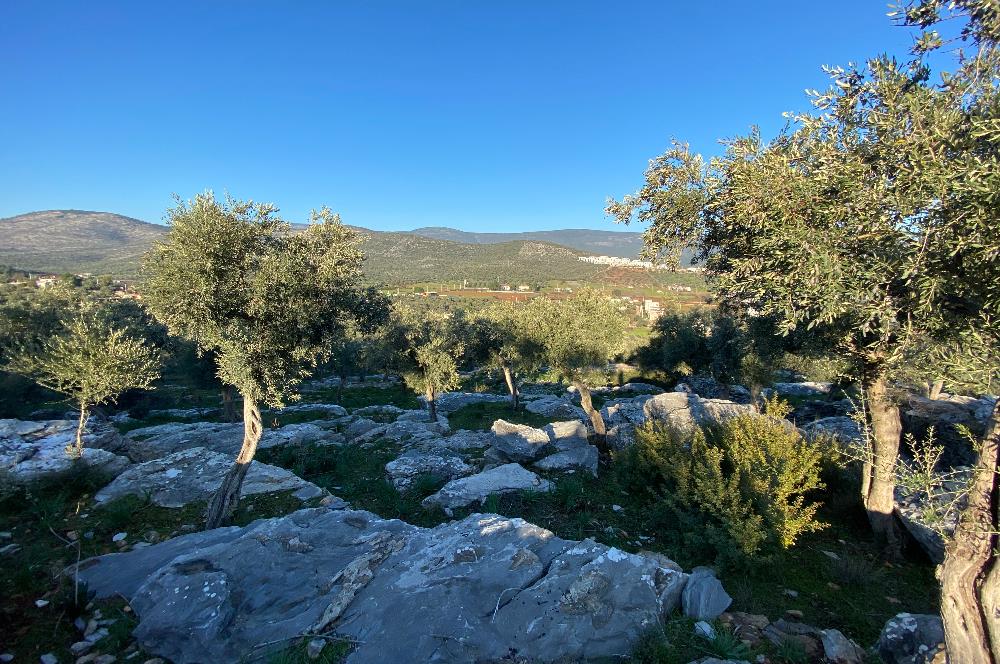 Milas Kıyıkışlacık Merkezinde Satılık Deniz Manzaralı Zeytinlik