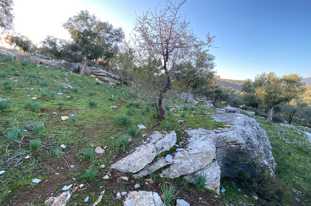 Milas Kıyıkışlacık Merkezinde Satılık Deniz Manzaralı Zeytinlik