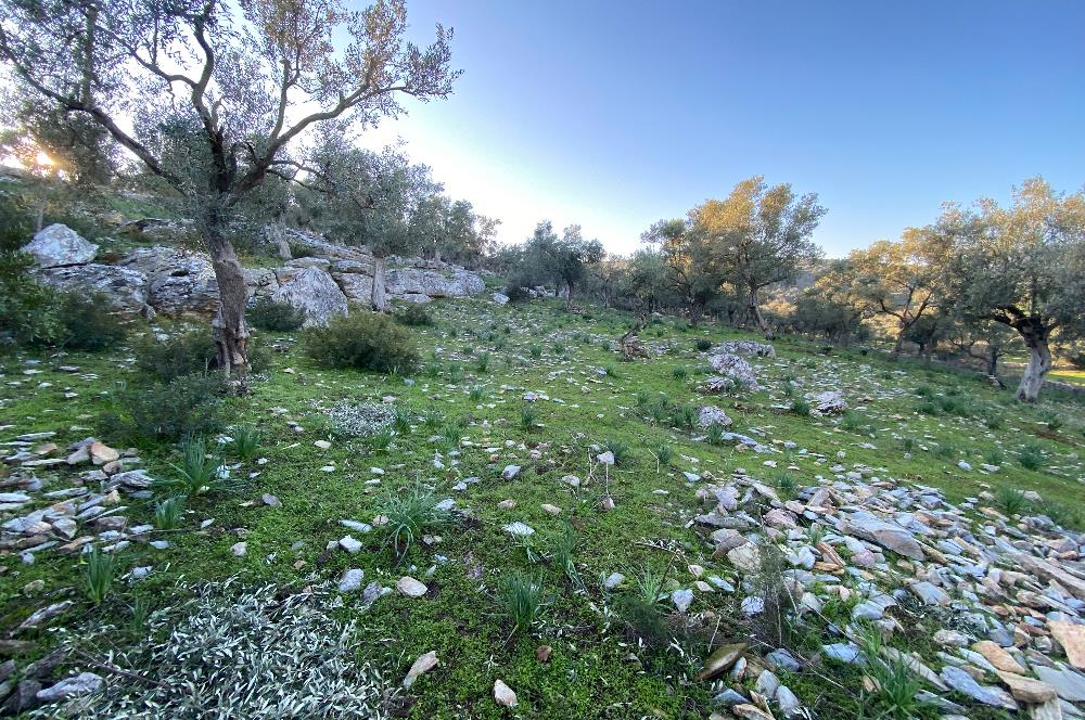 Milas Kıyıkışlacık Merkezinde Satılık Deniz Manzaralı Zeytinlik